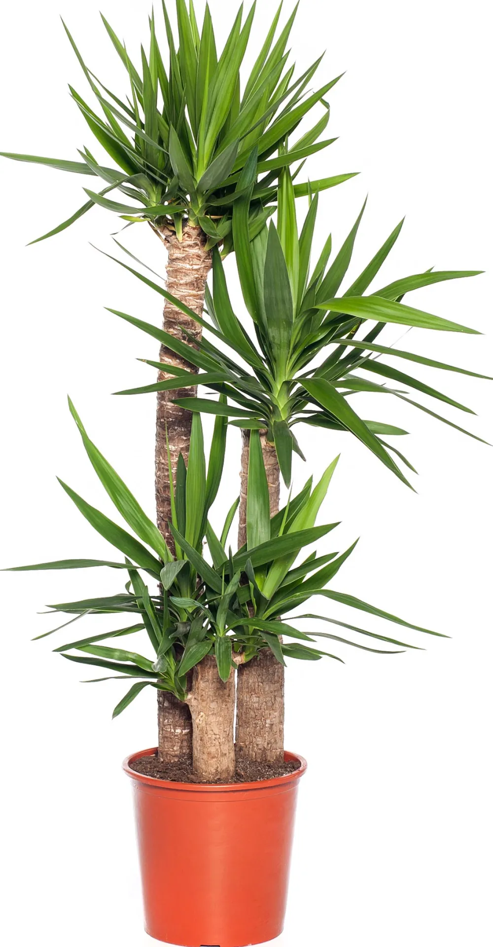 Discount Yucca Palme (Yucca elephantipes) D 27 cm H 130 cm Für Sonne|Luftreinigende Pflanzen