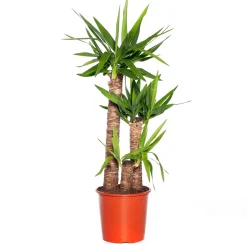 Best Yucca Palme (Yucca elephantipes) D 24 cm H 110 cm Für Sonne|Luftreinigende Pflanzen