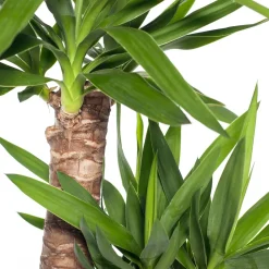 Best Yucca Palme (Yucca elephantipes) D 24 cm H 110 cm Für Sonne|Luftreinigende Pflanzen