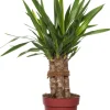 Best Yucca-Palme (Yucca 'Maya Tree') D 19 cm H 60 cm Für Sonne|Luftreinigende Pflanzen