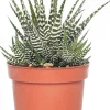 Clearance Zebra-Haworthie (Haworthia fasciata 'Big Band') D 10,5 cm H 17 cm Kleine Zimmerpflanzen|Grünpflanzen