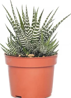 Clearance Zebra-Haworthie (Haworthia fasciata 'Big Band') D 10,5 cm H 17 cm Kleine Zimmerpflanzen|Grünpflanzen