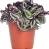 Sale Zebrakraut (Tradescantia zebrina) D 12 H 20 cm Kleine Zimmerpflanzen|Grünpflanzen