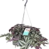 Online Zebrakraut (Tradescantia zebrina 'Purpusii') D 17 H 30 cm Kleine Zimmerpflanzen|Grünpflanzen