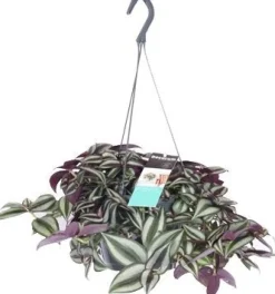 Online Zebrakraut (Tradescantia zebrina 'Purpusii') D 17 H 30 cm Kleine Zimmerpflanzen|Grünpflanzen