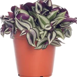 Sale Zebrakraut (Tradescantia zebrina) D 15 H 25 cm Kleine Zimmerpflanzen|Grünpflanzen