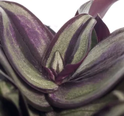 Sale Zebrakraut (Tradescantia zebrina) D 15 H 25 cm Kleine Zimmerpflanzen|Grünpflanzen