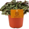 Hot Zebrakraut (Tradescantia zebrina 'Purpusii') D 10,5 H 15 cm Kleine Zimmerpflanzen|Grünpflanzen
