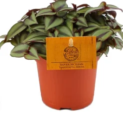 Hot Zebrakraut (Tradescantia zebrina 'Purpusii') D 10,5 H 15 cm Kleine Zimmerpflanzen|Grünpflanzen