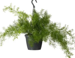 Clearance Zierspargel im Hängetopf  (Asparagus densiflorus 'Sprengeri') D 19 H 50 cm Grünpflanzen|Asparagus