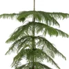 New Zimmertanne (Araucaria heterophylla) D 21 H 80 cm Echte Weihnachtsbäume|Alternative Weihnachtsbäume