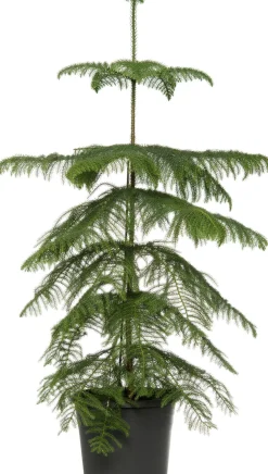 New Zimmertanne (Araucaria heterophylla) D 21 H 80 cm Echte Weihnachtsbäume|Alternative Weihnachtsbäume