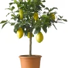 Zitronenbaum (Citrus 'Lemon') D 26 H 130 cm Blühende Pflanzen|Obstbäume & -Sträucher