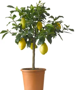 Clearance Zitronenbaum (Citrus sinensis 'Limone') D 20 H 60 cm Obstbäume & -Sträucher|Obstbäume & -Sträucher