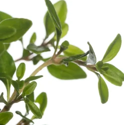 Zitronen-Thymian (Thymus Citriodorus 'Aureus') D 11 cm Obst, Gemüse & Kräuter|Kräuterpflanzen