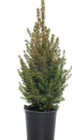 Best Zuckerhutfichte (Picea glauca 'Conica') D 27 H 75 cm Koniferen
