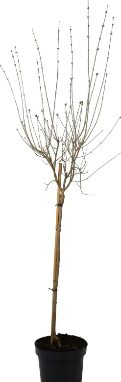 Discount Zwergflieder (Syringa meyeri 'Palibin') D 23 H 60 cm Winterharte Pflanzen|Flieder