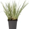 Sale Zwergkalmus (Acorus gramineus 'Calamus') Teichpflanzen|Immergrüne Pflanzen