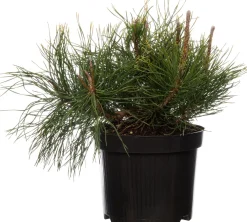 Outlet Zwergkiefer (Pinus mugo 'Pumilio') D 17 H 15 cm Immergrüne Pflanzen|Winterharte Pflanzen