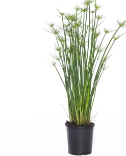 Discount Zwergpapyrus (Cyperus haspan) D 12 cm H 50 cm Grünpflanzen