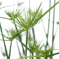 Discount Zwergpapyrus (Cyperus haspan) D 12 cm H 50 cm Grünpflanzen