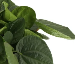 Best Zwergpfeffer (Peperomia albertiana 'Rana Verde') D 15 H 25 cm Kleine Zimmerpflanzen|Grünpflanzen