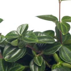 New Zwergpfeffer (Peperomia angulata) D 12 H 15 cm Kleine Zimmerpflanzen|Grünpflanzen