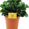 Clearance Zwergpfeffer (Peperomia 'Burning Bush') D 15 H 25 cm Kleine Zimmerpflanzen|Grünpflanzen