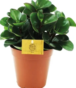 Clearance Zwergpfeffer (Peperomia 'Burning Bush') D 15 H 25 cm Kleine Zimmerpflanzen|Grünpflanzen