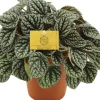 Clearance Zwergpfeffer (Peperomia burbella) D 15 H 25 cm Kleine Zimmerpflanzen|Grünpflanzen