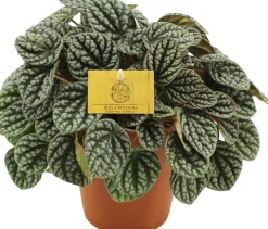 Clearance Zwergpfeffer (Peperomia burbella) D 15 H 25 cm Kleine Zimmerpflanzen|Grünpflanzen