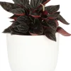 Sale Zwergpfeffer (Peperomia caperata) D 11 H 25 cm Grünpflanzen