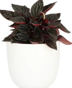 Sale Zwergpfeffer (Peperomia caperata) D 11 H 25 cm Grünpflanzen