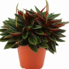 Best Zwergpfeffer (Peperomia caperata 'Rosso') D 12 H 20 cm Kleine Zimmerpflanzen|Grünpflanzen