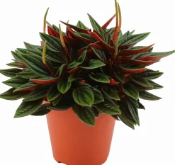 Best Zwergpfeffer (Peperomia caperata 'Rosso') D 12 H 20 cm Kleine Zimmerpflanzen|Grünpflanzen