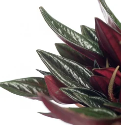 Best Zwergpfeffer (Peperomia caperata 'Rosso') D 12 H 20 cm Kleine Zimmerpflanzen|Grünpflanzen