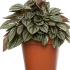 Zwergpfeffer (Peperomia 'Napoli Night') D 12 H 15 cm Kleine Zimmerpflanzen|Grünpflanzen