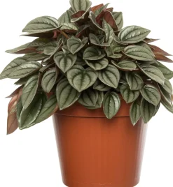 Zwergpfeffer (Peperomia 'Napoli Night') D 12 H 15 cm Kleine Zimmerpflanzen|Grünpflanzen