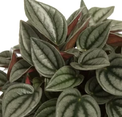 Zwergpfeffer (Peperomia 'Napoli Night') D 12 H 15 cm Kleine Zimmerpflanzen|Grünpflanzen