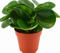 Sale Zwergpfeffer (Peperomia obtusifolia 'Green Gold') D 12 cm H 20 cm Kleine Zimmerpflanzen|Grünpflanzen