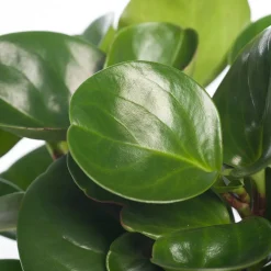 Sale Zwergpfeffer (Peperomia obtusifolia 'Green Gold') D 12 cm H 20 cm Kleine Zimmerpflanzen|Grünpflanzen