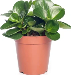 Best Zwergpfeffer (Peperomia obtusifolia 'Green Gold') D 15 H 25 cm Kleine Zimmerpflanzen|Grünpflanzen