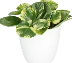 Outlet Zwergpfeffer (Peperomia obtusa 'Variegata') D 11 H 25 cm Kleine Zimmerpflanzen|Grünpflanzen