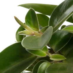 Sale Zwergpfeffer (Peperomia 'Pixie) D 12 H 20 cm Kleine Zimmerpflanzen|Grünpflanzen