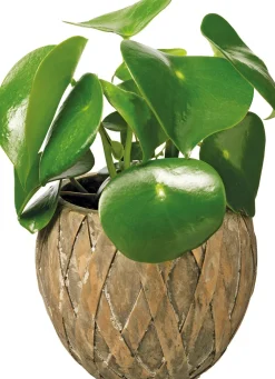 Discount Zwergpfeffer (Peperomia polybotrya 'Raindrop') D 12 H 25 cm Kleine Zimmerpflanzen|Grünpflanzen