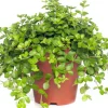 Best Zwergpfeffer (Peperomia rotundifolia) D 15 H 25 cm Kleine Zimmerpflanzen|Grünpflanzen