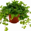 Zwergpfeffer (Peperomia rotundifolia) D 12 cm H 15 cm Kleine Zimmerpflanzen|Grünpflanzen