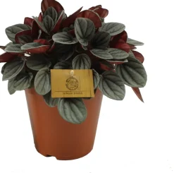 Zwergpfeffer (Peperomia 'Sunrise') D 15 H 25 cm Kleine Zimmerpflanzen|Grünpflanzen