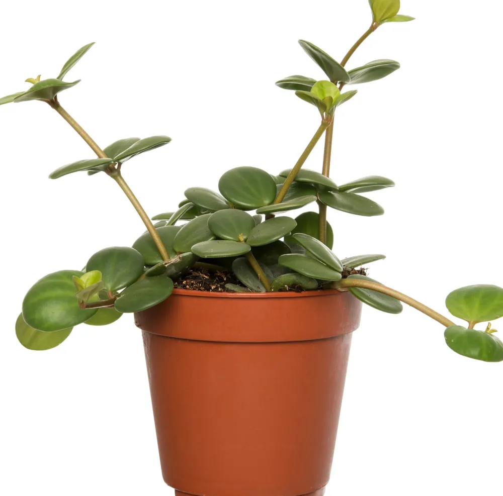 Sale Zwergpfeffer (Peperomia tetraphylla 'Hope') D 12 H 15 cm Kleine Zimmerpflanzen|Grünpflanzen