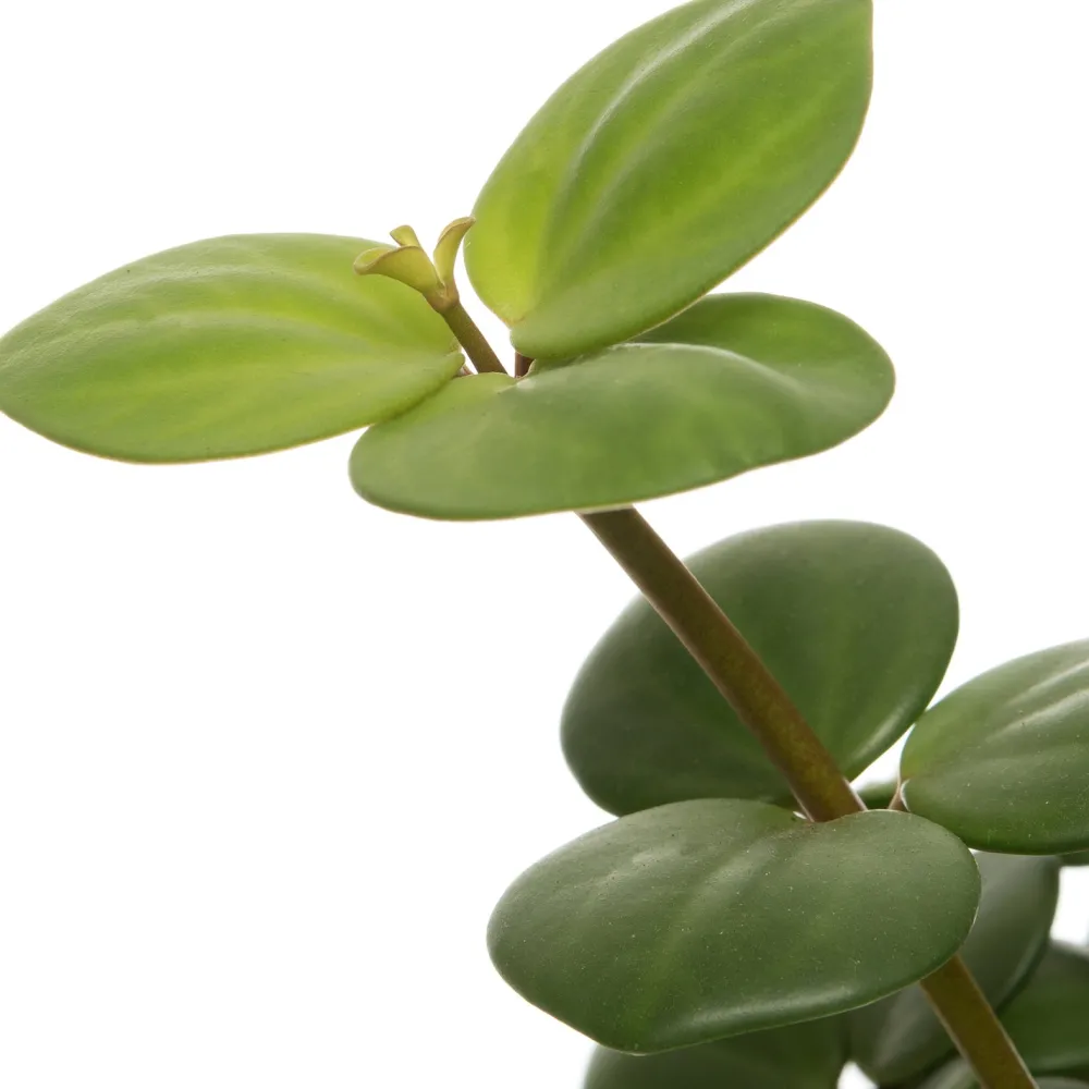 Sale Zwergpfeffer (Peperomia tetraphylla 'Hope') D 12 H 15 cm Kleine Zimmerpflanzen|Grünpflanzen